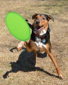 Frisbie de Playa Watson Makito  - Regalos de Playa personalizados