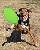 Frisbie de Playa Makito Watson